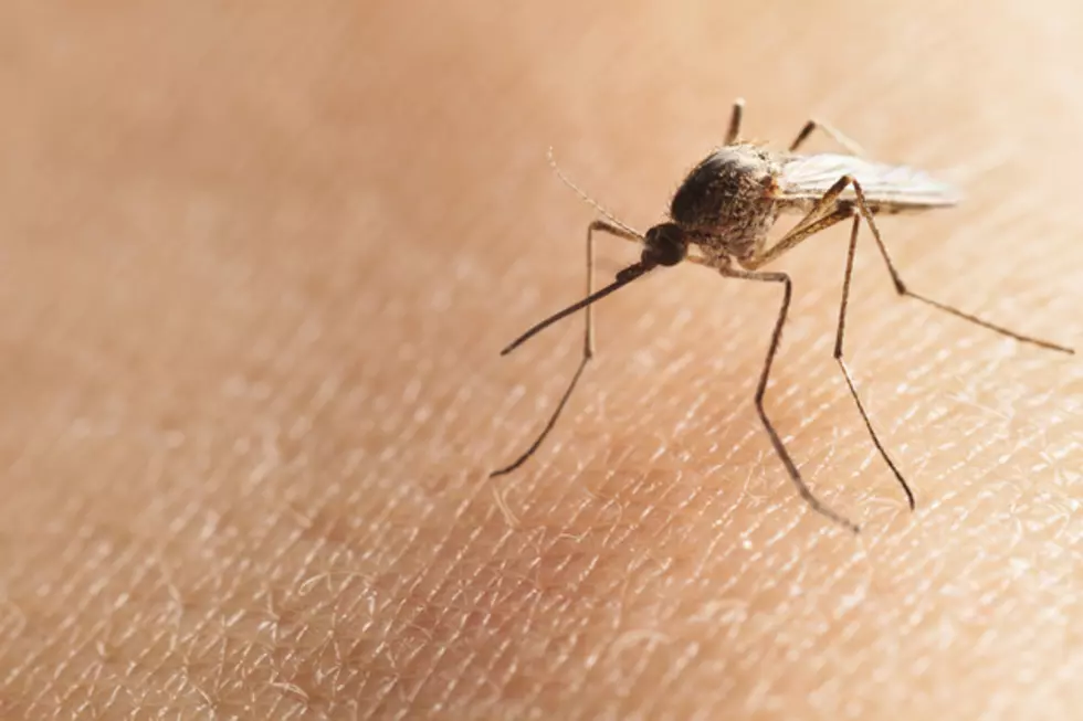 The QC Can Expect A Mosquito Invasion This Summer