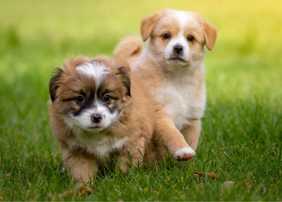 Iowa And Illinois Agree On One Specific Pet Thing