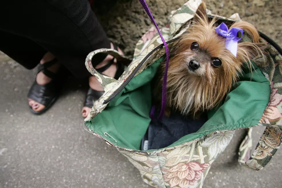 New York Fashion Goes To The Dogs