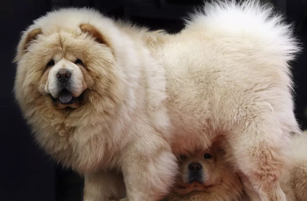 Pet Market In Beijing