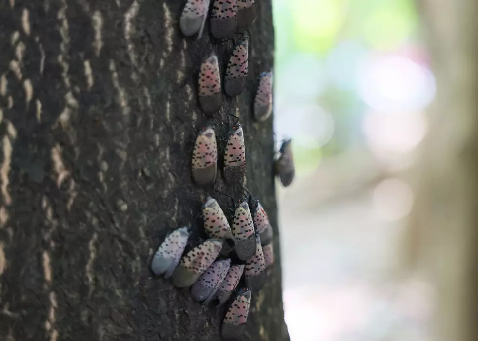 ‘Summer Nuisance’ Bug Found In 17 States, Including Iowa. Here’s What You’re Asked To Do.
