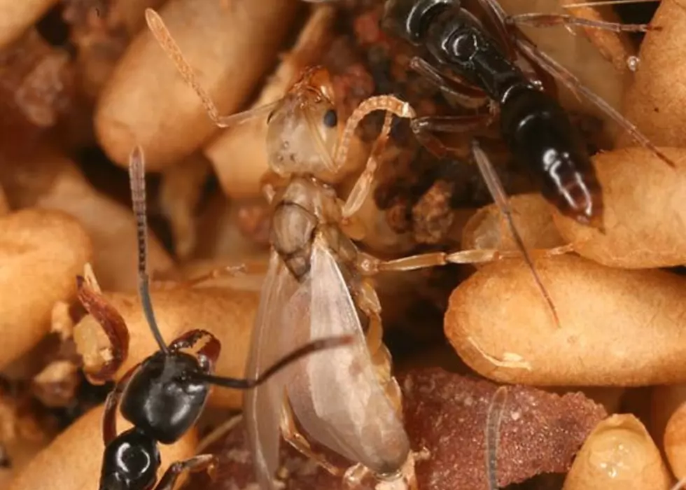 ‘Carnivorous’ Ants With Dangerous Sting Found In Wisconsin, May Be In Illinois